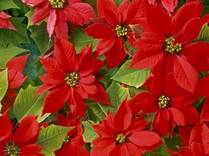 Preview wallpaper flowers, bright, red, leaves, beauty