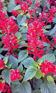 Preview wallpaper flowers, bright, red, green, flowerbed