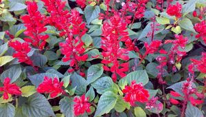 Preview wallpaper flowers, bright, red, green, flowerbed