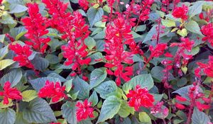 Preview wallpaper flowers, bright, red, green, flowerbed