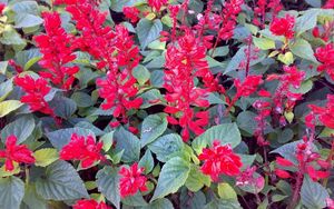 Preview wallpaper flowers, bright, red, green, flowerbed