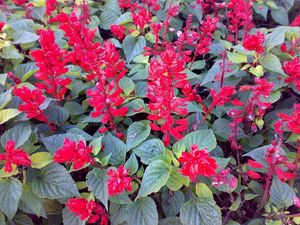 Preview wallpaper flowers, bright, red, green, flowerbed