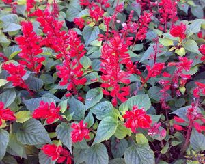 Preview wallpaper flowers, bright, red, green, flowerbed