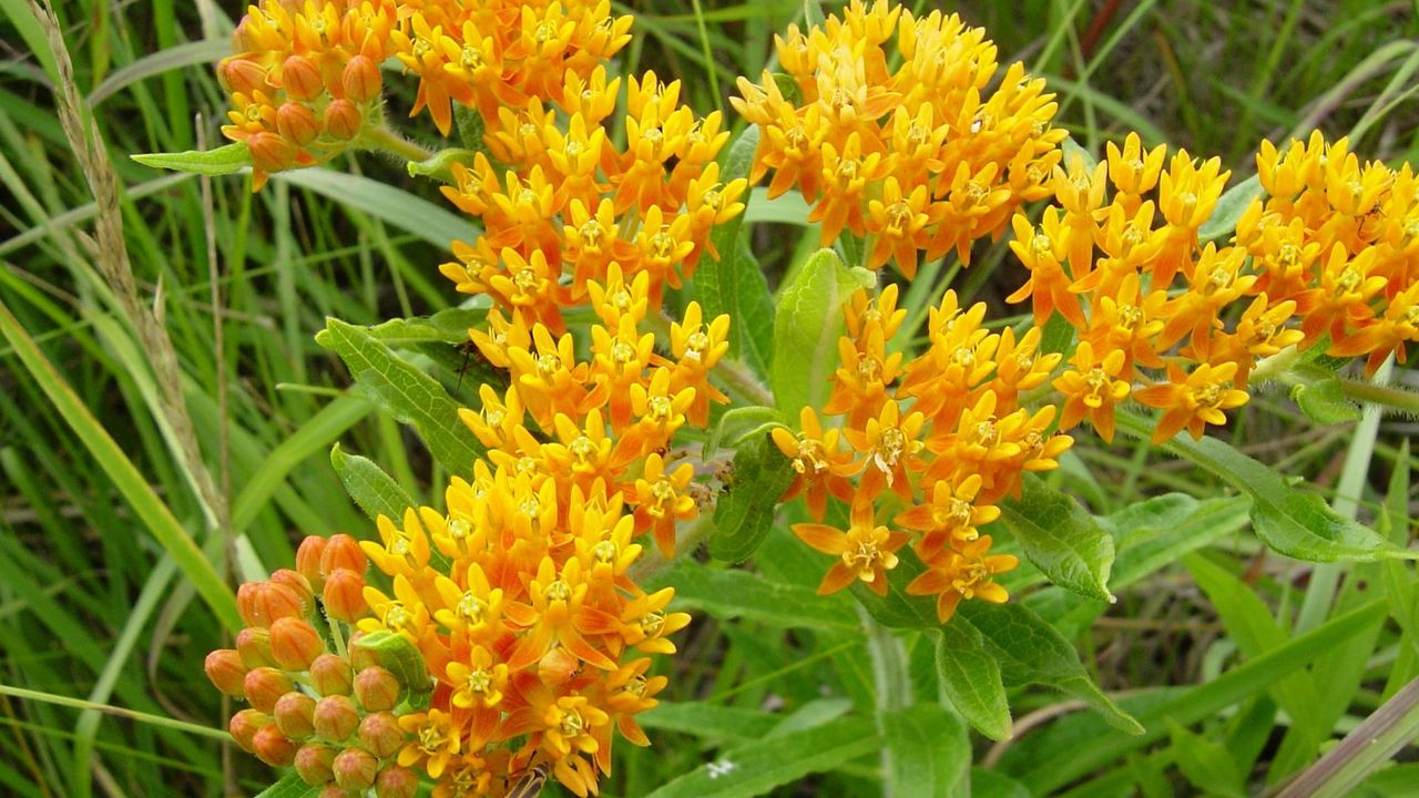 Wallpaper flowers, bright, yellow, small, green