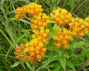 Preview wallpaper flowers, bright, yellow, small, green