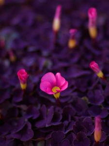 Preview wallpaper flowers, bright, young, beauty