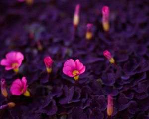 Preview wallpaper flowers, bright, young, beauty