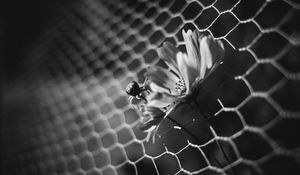 Preview wallpaper flowers, bud, petals, blur, gray