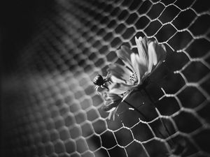 Preview wallpaper flowers, bud, petals, blur, gray