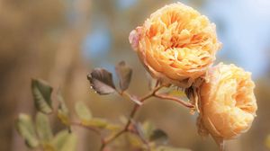 Preview wallpaper flowers, bud, stem, bright