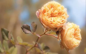 Preview wallpaper flowers, bud, stem, bright