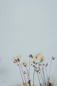 Preview wallpaper flowers, buds, bloom, plants, macro