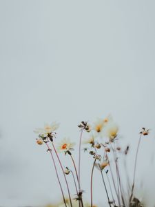 Preview wallpaper flowers, buds, bloom, plants, macro