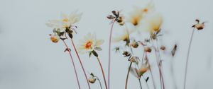 Preview wallpaper flowers, buds, bloom, plants, macro