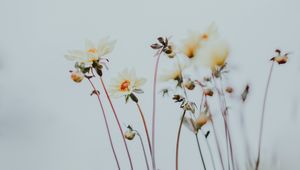 Preview wallpaper flowers, buds, bloom, plants, macro