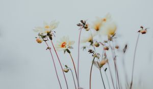 Preview wallpaper flowers, buds, bloom, plants, macro