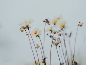Preview wallpaper flowers, buds, bloom, plants, macro