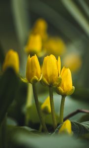Preview wallpaper flowers, buds, blur, yellow