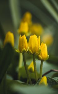 Preview wallpaper flowers, buds, blur, yellow