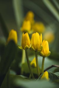 Preview wallpaper flowers, buds, blur, yellow