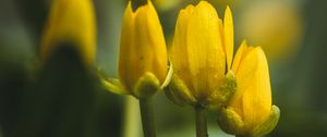 Preview wallpaper flowers, buds, blur, yellow
