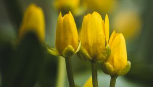 Preview wallpaper flowers, buds, blur, yellow