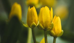 Preview wallpaper flowers, buds, blur, yellow