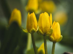 Preview wallpaper flowers, buds, blur, yellow