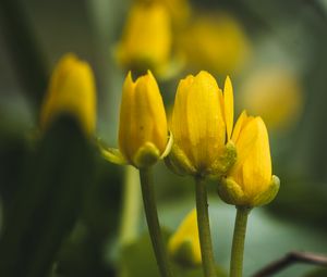 Preview wallpaper flowers, buds, blur, yellow