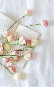 Preview wallpaper flowers, buds, book, aesthetics, light