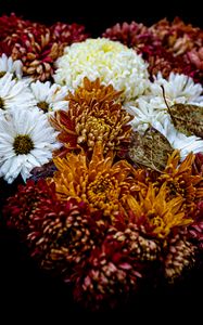 Preview wallpaper flowers, buds, bouquet, black background