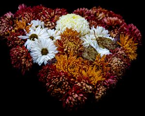 Preview wallpaper flowers, buds, bouquet, black background