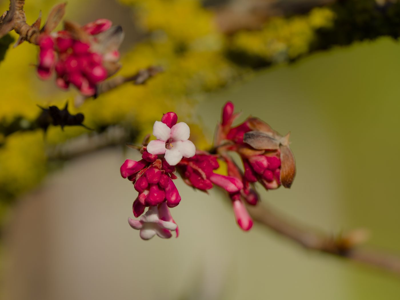 1400x1050 Wallpaper flowers, buds, branch, spring, blur