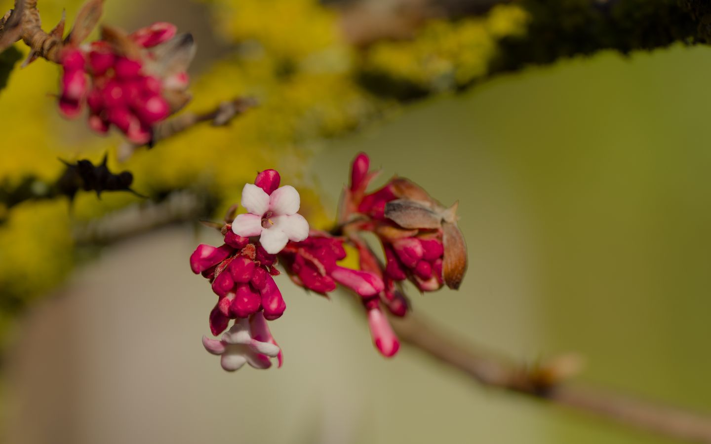 1440x900 Wallpaper flowers, buds, branch, spring, blur