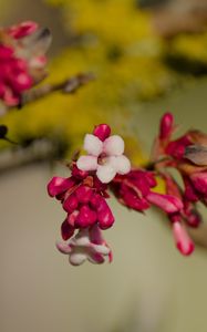 Preview wallpaper flowers, buds, branch, spring, blur