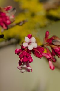 Preview wallpaper flowers, buds, branch, spring, blur