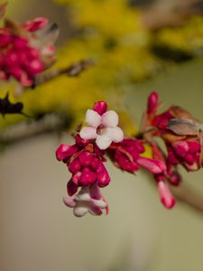 Preview wallpaper flowers, buds, branch, spring, blur
