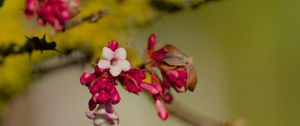 Preview wallpaper flowers, buds, branch, spring, blur