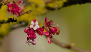 Preview wallpaper flowers, buds, branch, spring, blur