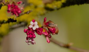 Preview wallpaper flowers, buds, branch, spring, blur