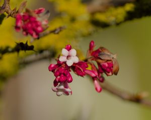 Preview wallpaper flowers, buds, branch, spring, blur