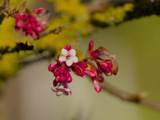 320x240 Wallpaper flowers, buds, branch, spring, blur