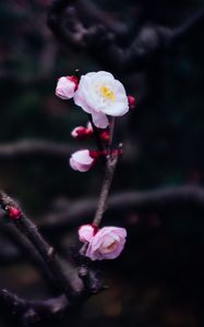 Preview wallpaper flowers, buds, branch, spring