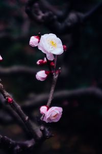 Preview wallpaper flowers, buds, branch, spring