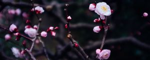 Preview wallpaper flowers, buds, branch, spring