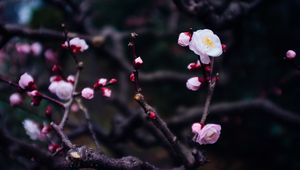 Preview wallpaper flowers, buds, branch, spring