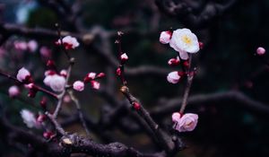 Preview wallpaper flowers, buds, branch, spring