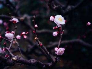 Preview wallpaper flowers, buds, branch, spring