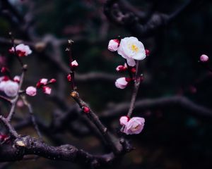 Preview wallpaper flowers, buds, branch, spring