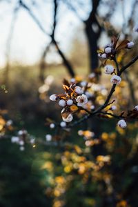 Preview wallpaper flowers, buds, branch, tree, spring, blur